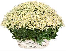 Цветочная композиция из Ромашки в корзине #REPLACE_PRED# Тайтурке